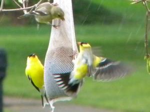 gold finches 2010